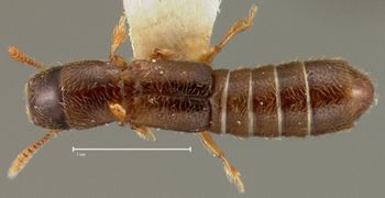Media type: image;   Entomology 27500 Aspect: habitus dorsal view